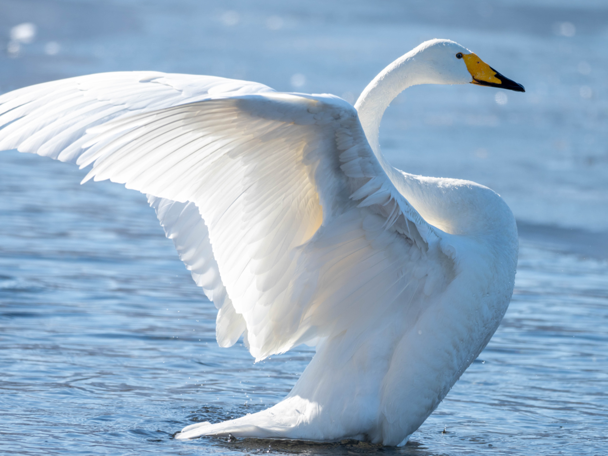 Whooper Swan
